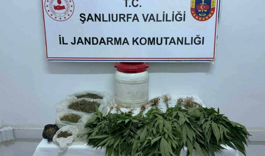 Şanlıurfa'da bir adrese düzenlenen operasyonda 29 kenevir bitkisi ve 486