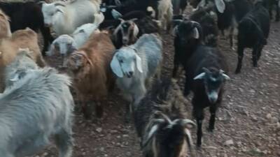 Adıyaman’ın Tut ilçesinde sürüden ayrılarak kayıplara karışan 38 küçükbaş hayvanın