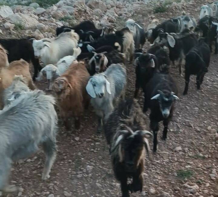 Adıyaman’ın Tut ilçesinde sürüden ayrılarak kayıplara karışan 38 küçükbaş hayvanın