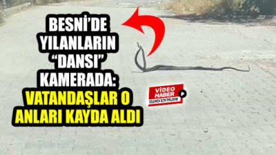 Eski Adıyaman Yolu’nda ilginç anlar: Mahalle arasında birbirine sarılan yılanlar