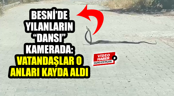 Eski Adıyaman Yolu’nda ilginç anlar: Mahalle arasında birbirine sarılan yılanlar