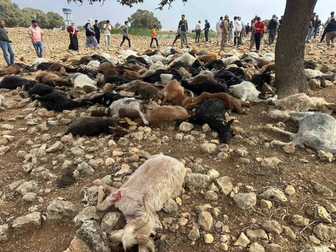 Şırnak’ın Güçlükonak ilçesinde yıldırım isabet eden 95 küçükbaş hayvan telef