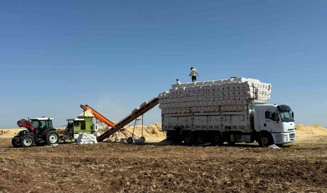 Diyarbakır Ovası'nda hububat hasadı devam ederken samancılar, aşırı sıcaklar altında