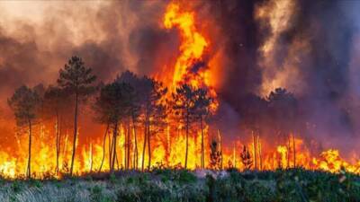 Eskişehir’in Seyitgazi ilçesinde çıkan orman yangını, büyük bir felakete dönüştü.