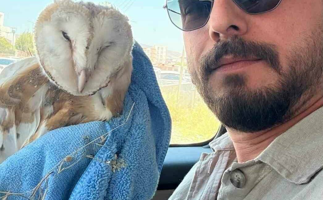 Adıyaman’da, bir bayağı peçeli baykuş bitkin bir şekilde bulundu ve