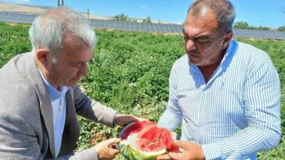 Gaziantep’in Araban ilçesinde 2025 yılı karpuz hasadı başladı.