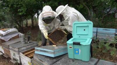 Birçok hastalığı derman olan arı sütünün kısır ineklerin gebe kalmasını