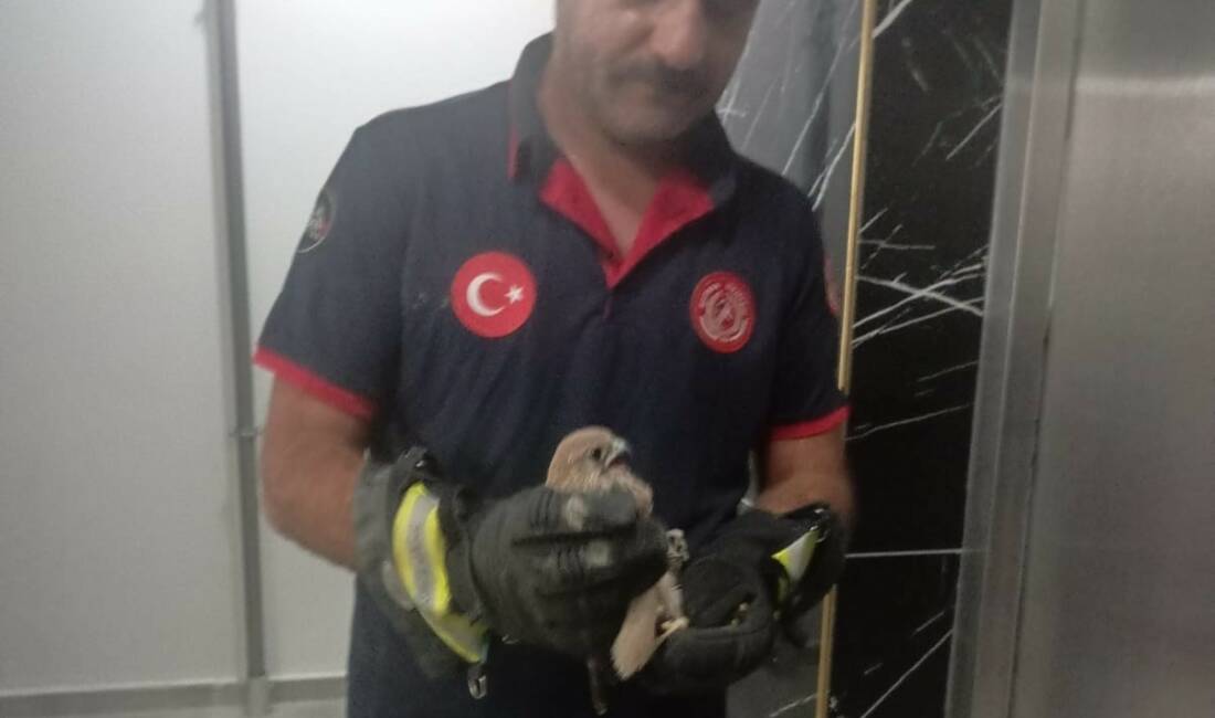 Batman’ın Çamlıtepe Mahallesi'nde bir dairenin balkon korkuluğuna sıkışan atmaca, itfaiye