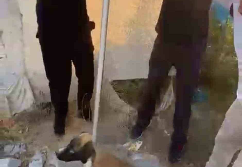 Batman'ın Akuba köyünde bir kuyuya düşen yavru köpek, itfaiye ekipleri