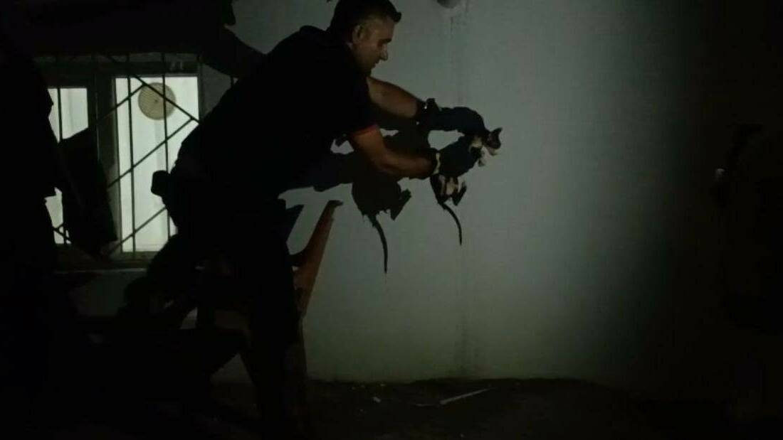 Batman’ın Fatih Mahallesi’nde bir apartmanda lavabo borusuna sıkışan kedi, itfaiye