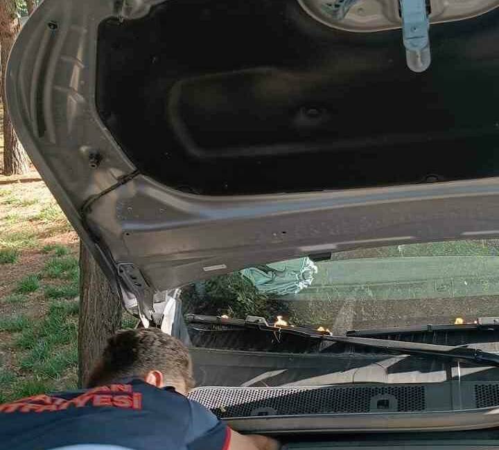 Batman'da park halindeki bir aracın motor kısmına sıkışan bir kedi,