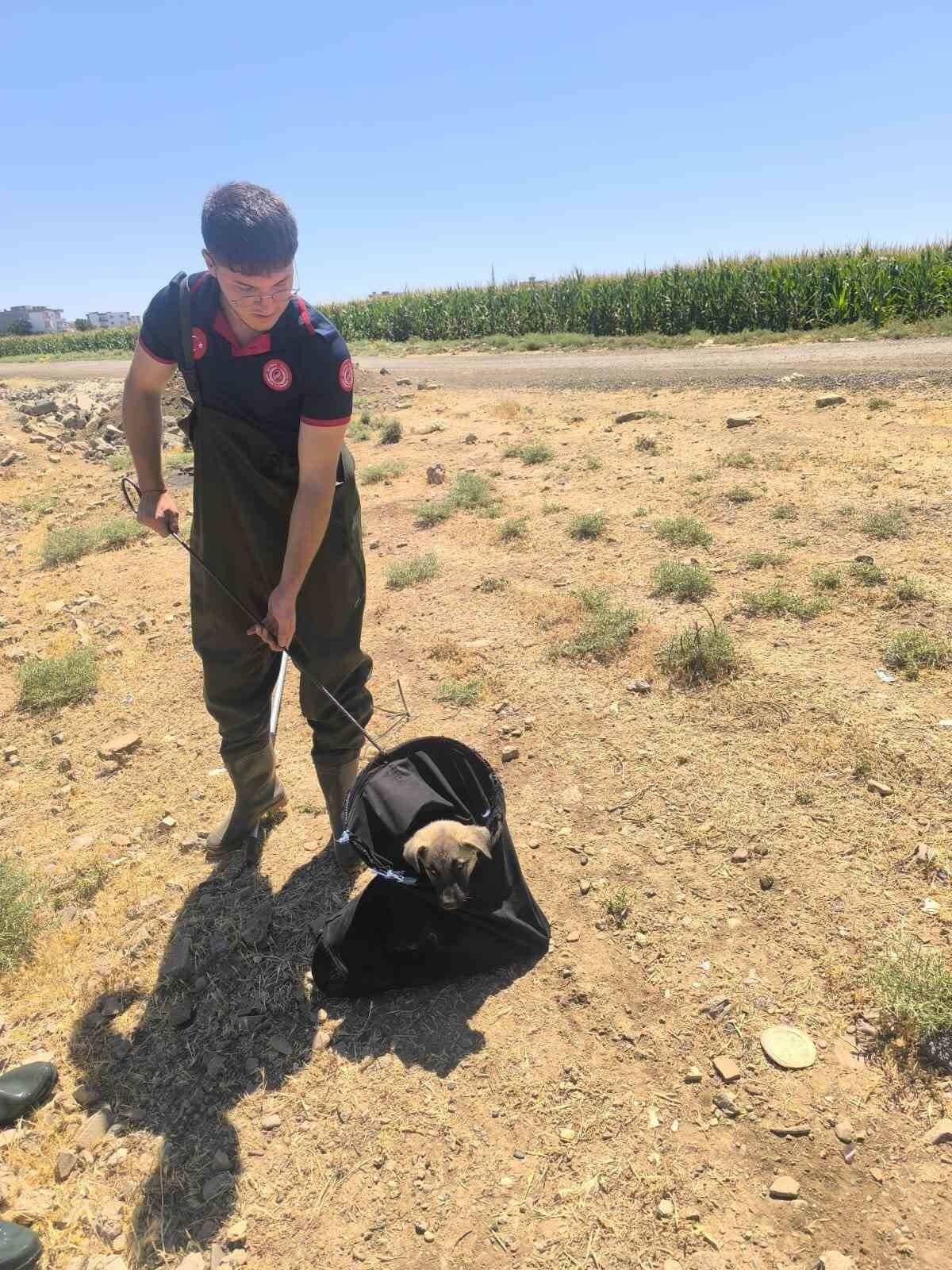 Batman’da Yeşiltepe Mahallesi'nde su kanalına düşen yavru köpek, itfaiye ekipleri