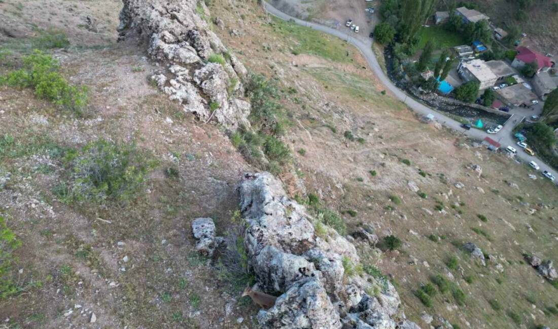 Şırnak'ın Beytüşşebap ilçesinde dağ keçileri köye indi. Bir çobanın sürüsünü