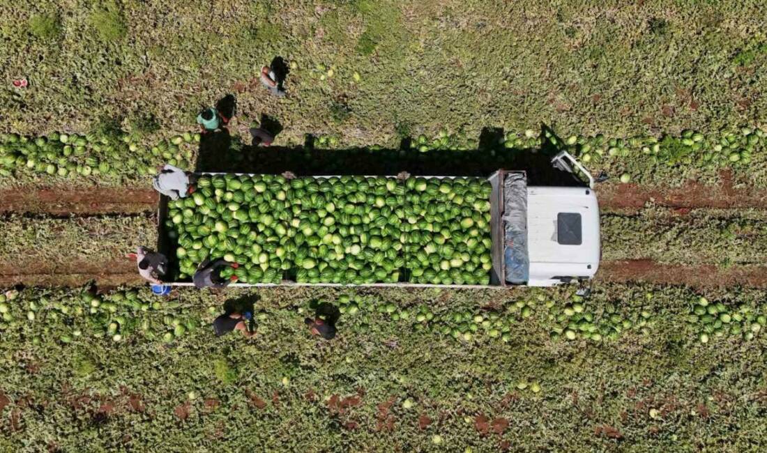 Diyarbakır'da karpuz hasadı devam ediyor. Sıcak hava nedeniyle piyasada talep