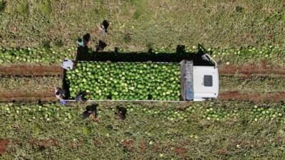 Diyarbakır'da karpuz hasadı devam ediyor. Sıcak hava nedeniyle piyasada talep