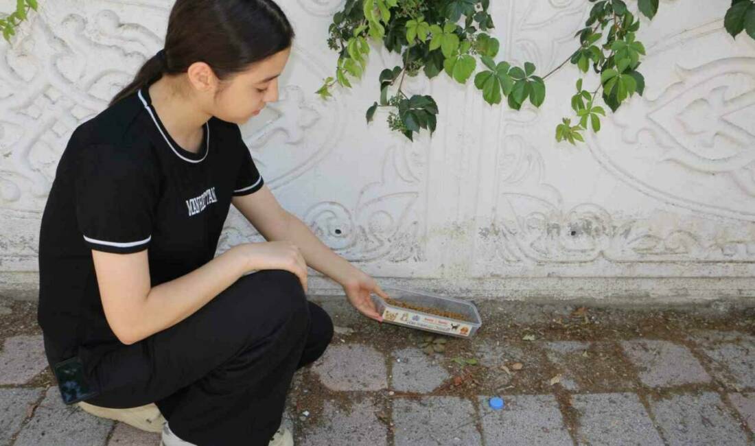 Diyarbakır'da, yazın 45 dereceye ulaşan sıcak havalarda sokak hayvanları için