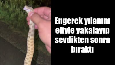 Adıyaman’da, ki farklı noktada vatandaşlar tarafından engerek yılanı görüldü. Bir