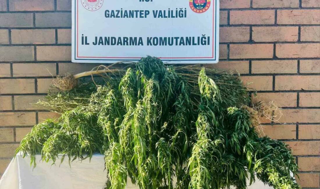Gaziantep'te jandarma ekiplerinin gerçekleştirdiği operasyonda şahıslara ait ikametlerde ve eklentilerinde