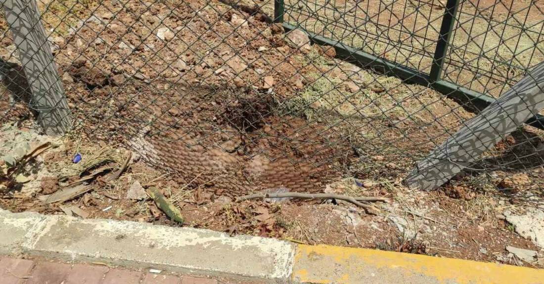 Harran Üniversitesi'nde koruma altındaki ceylanlara başıboş köpekler saldırarak telef etti.
