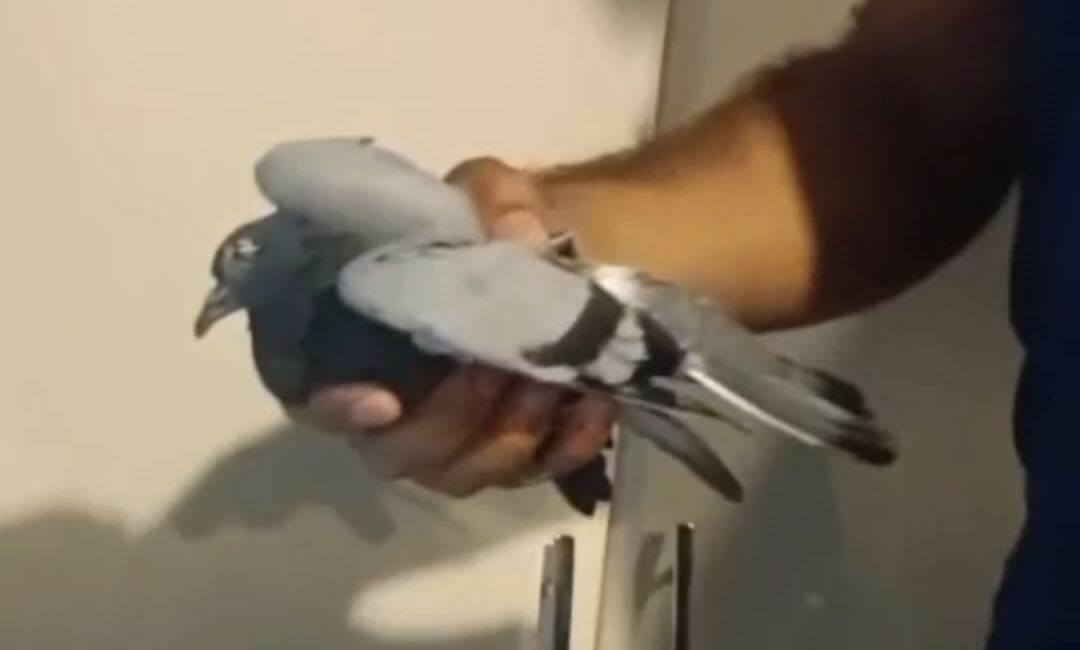 Batman’da bir binanın havalandırma boşluğunda mahsur kalan bir güvercin, Gültepe