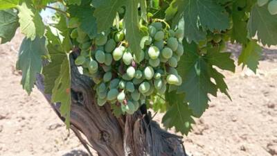 Kilis'in Musabeyli ilçesinde horoz karası üzüm rekoltesi, kuraklık, aşırı sıcaklık