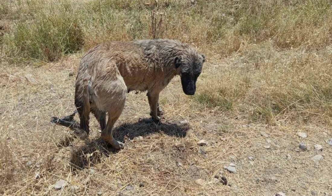 Diyarbakır’ın Çınar ilçesinde su kanalına düşen bir köpek, itfaiye ekipleri