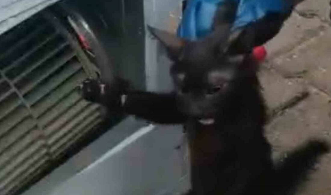 Batman'da bir evde klima motoruna giren kedi, itfaiye ekiplerince 2