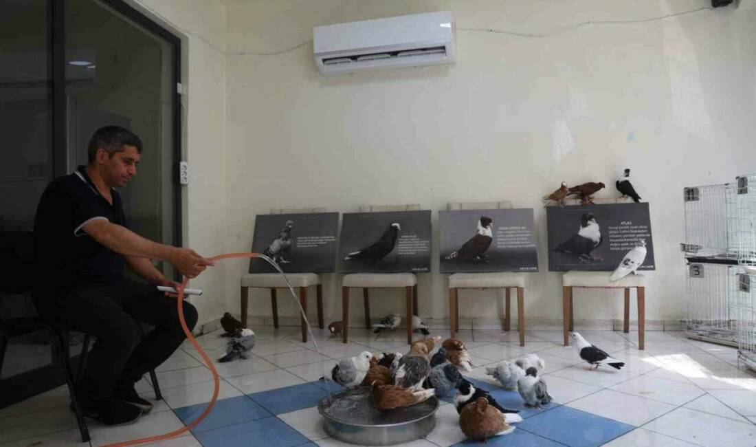 Diyarbakır'ın Bağlar ilçesinde bulunan güvercin oteli, kiralanan odalarda konaklayan güvercinlere
