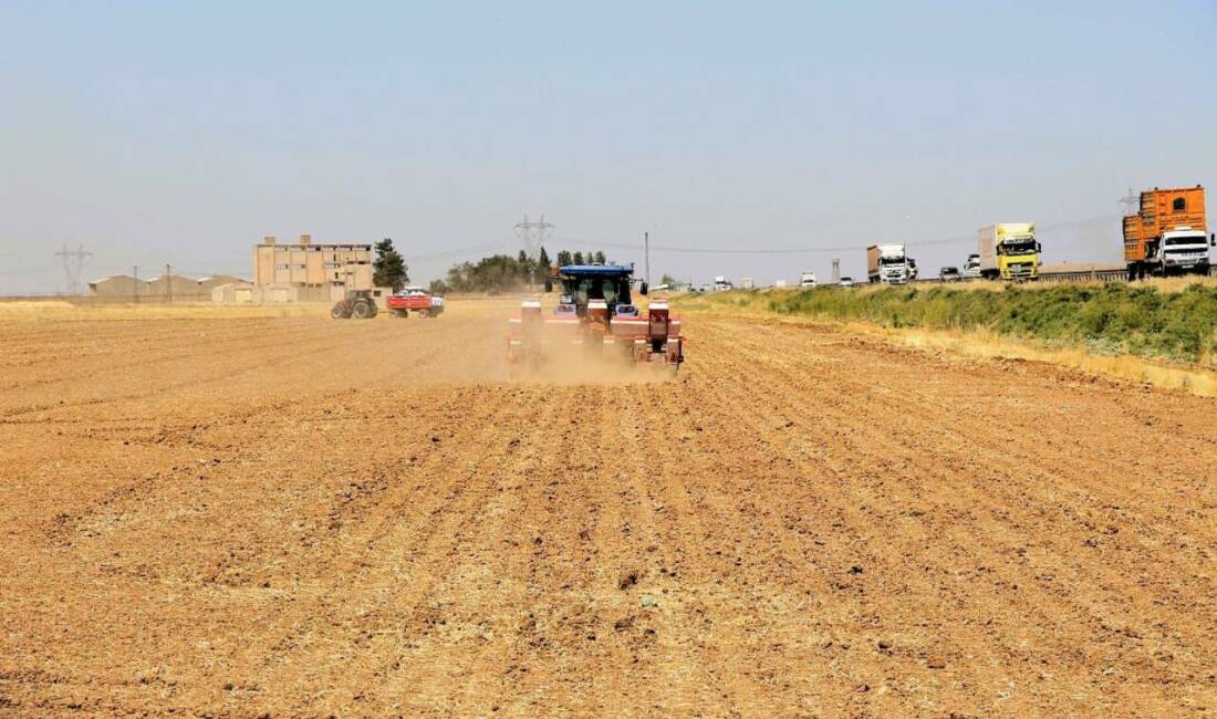 Dicle Elektrik, mısır üretimine getirilen yasağa rağmen kaçak sulama yapan