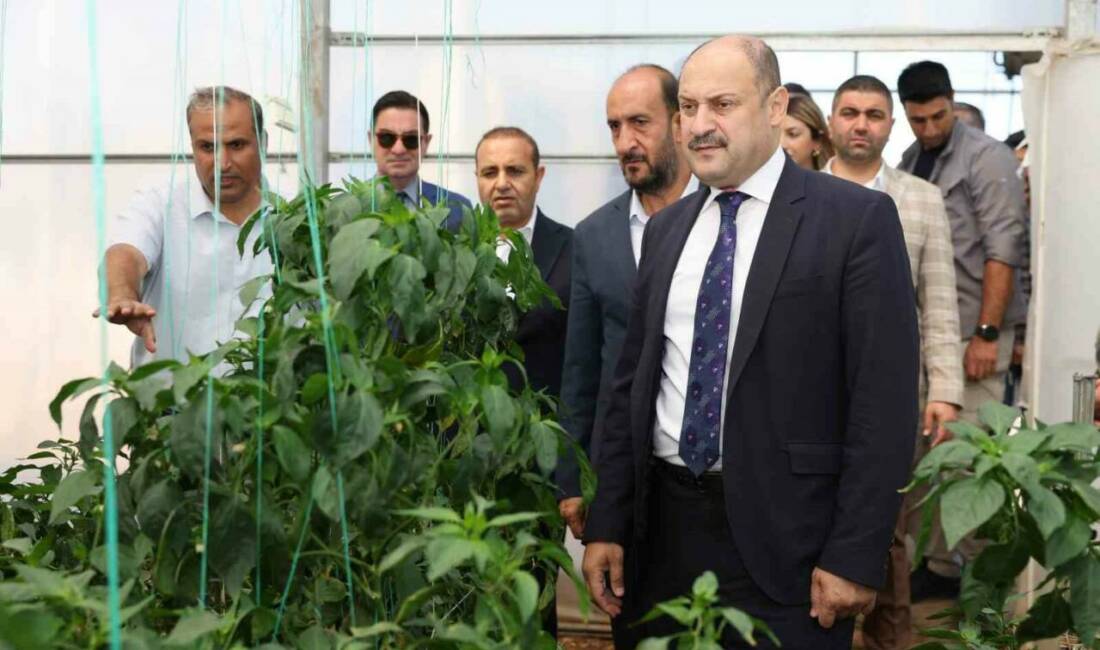 Şanlıurfa Büyükşehir Belediyesi, "Mirasımız Yerel Tohum" projesiyle ata tohumlarını koruyarak