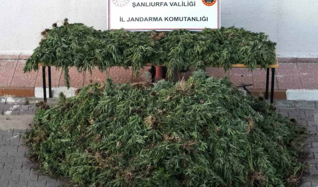 Şanlıurfa'nın Siverek ilçesinde dron ile tespit edilen ekili vaziyetteki bin