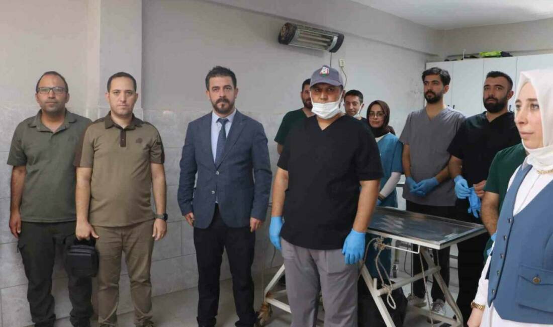 Şanlıurfa'da Büyükşehir ve 13 ilçe belediyesi, sokak hayvanlarının yaşam koşullarını