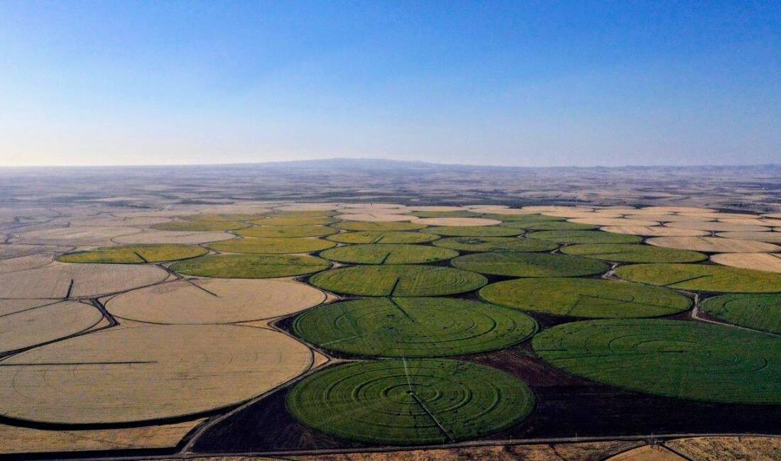 Şanlıurfa'da ayçiçeği tarlalarının çiçeklenmesiyle birlikte araziler doğal bir düğün stüdyosuna