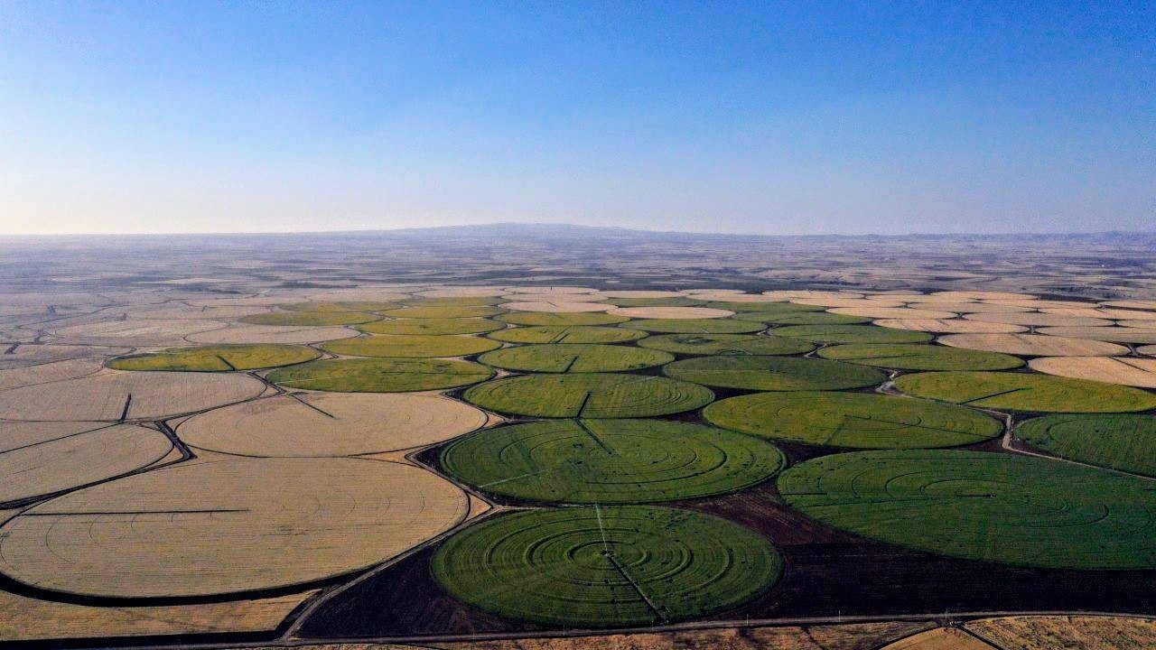 Şanlıurfa'da ayçiçeği tarlalarının çiçeklenmesiyle birlikte araziler doğal bir düğün stüdyosuna