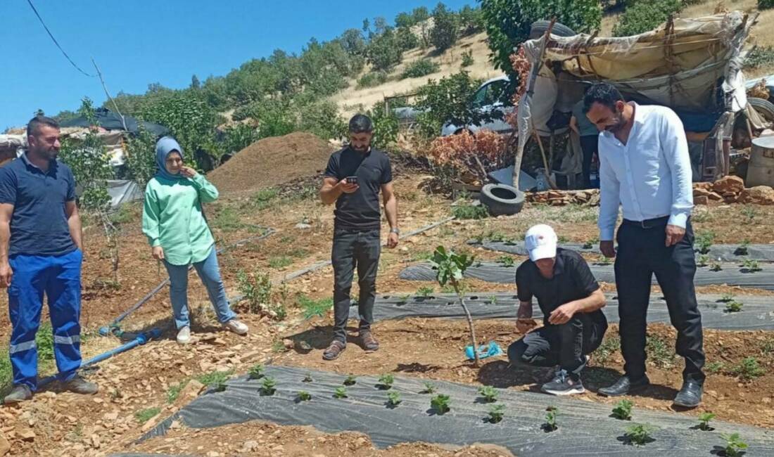 Siirt ilinde tarımsal üretimin sürdürülebilirliği ve verimliliğini artırmak için bitki