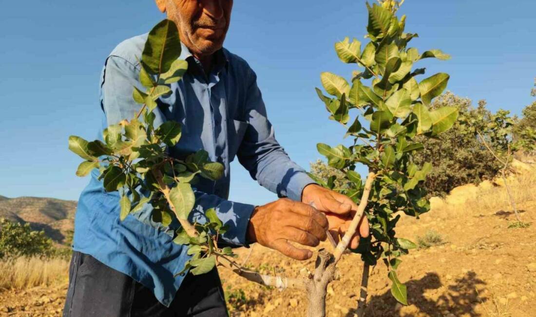 Siirt'te fıstık ağacı üretimi büyük önem taşımaktadır. Çiftçiler, ağaçlarını bu