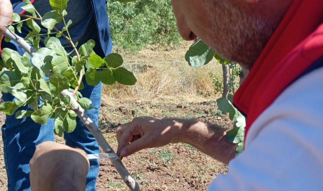 Siirt’te fıstık üretiminin geliştirilmesi amacıyla Şirvan ilçesinde Tatlıpayam ve İncekaya