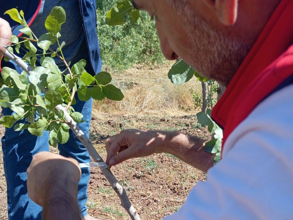 Siirt’te fıstık üretiminin geliştirilmesi amacıyla Şirvan ilçesinde Tatlıpayam ve İncekaya