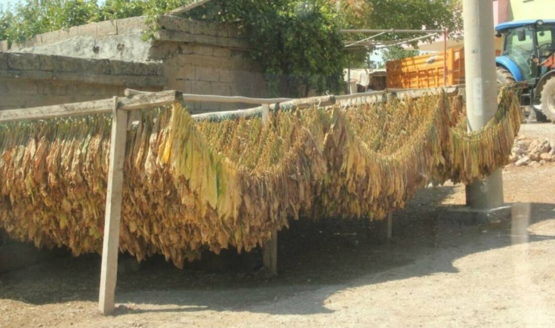 Siirt’in Kurtalan ilçesinde Garzan Ovası'nda tütün hasadı başladı. Çiftçiler, olgunlaşan