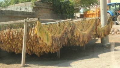 Siirt’in Kurtalan ilçesinde Garzan Ovası'nda tütün hasadı başladı. Çiftçiler, olgunlaşan