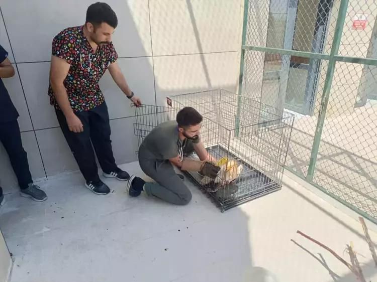 Siirt'te jandarma ekipleri, doğada yaralı bulunan kuşları tedavi ettirerek doğaya