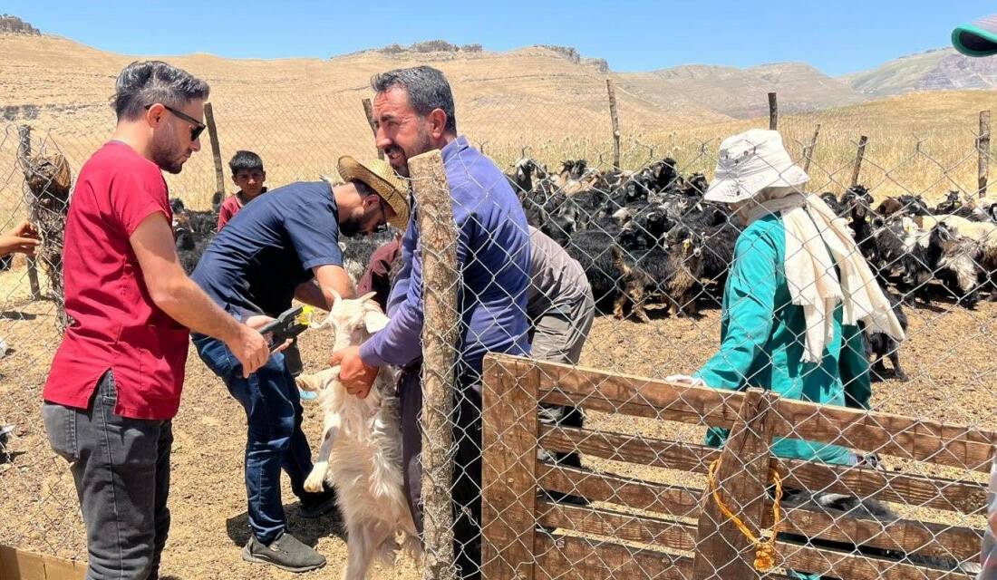 Şırnak İl Tarım ve Orman Müdürlüğü tarafından Güneyçam köyü Peri