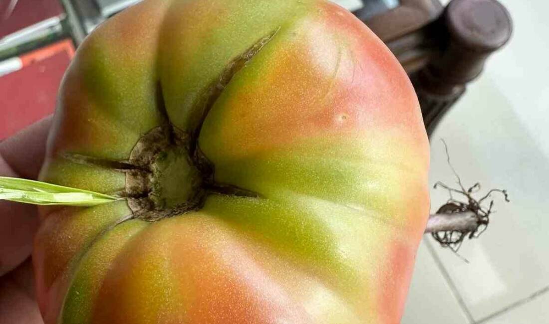 Şırnak merkezinde bir vatandaş, bahçeden domates toplarken domatesin içinden çıkan