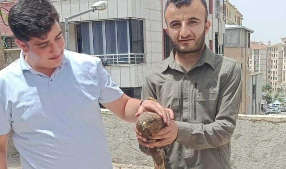 Şırnak'ta bulunan ve yaralı oldukları tespit edilen 2 şahin, Doğa