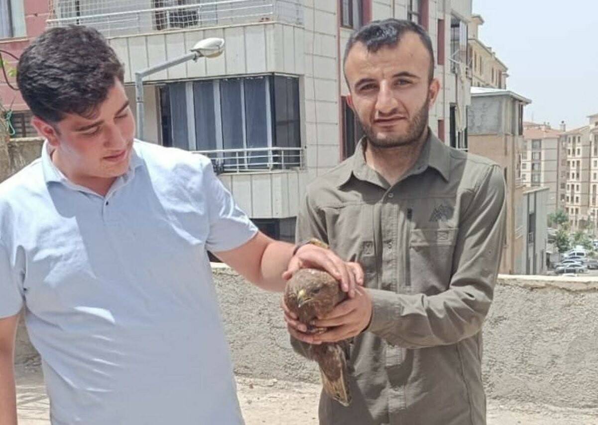Şırnak'ta bulunan ve yaralı oldukları tespit edilen 2 şahin, Doğa