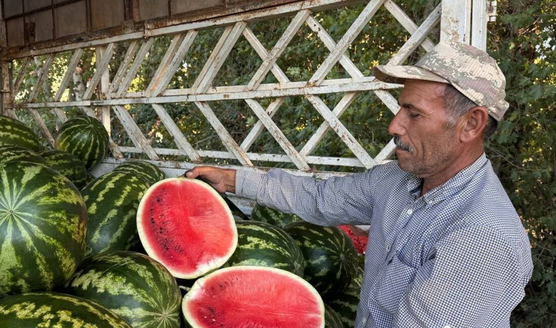 Suruç ilçesinde yetiştirilen yerli karpuzun tarladaki alıcı bulma sorunu çiftçileri
