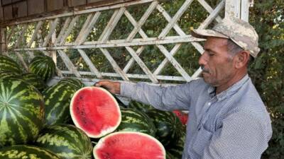 Suruç ilçesinde yetiştirilen yerli karpuzun tarladaki alıcı bulma sorunu çiftçileri