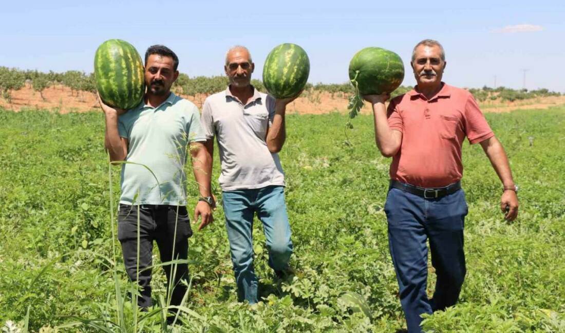 Farklı tadı ve aromasıyla Şanlıurfa’nın Yaylak kırsal Mahallesinde yetişen karpuz,