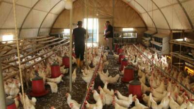 Şırnak'ın Uludere ilçesinde yaşayan Murat Onat, hobi olarak başladığı yumurta