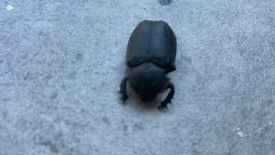 Adıyaman’da bir evin balkonunda görülen ve halk arasında nadir rastlanan